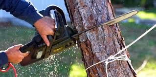 Best Tree Risk Assessment  in Grand Rapids, MN